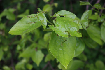 Close-up of Diospyros kaki tree withfrsh new leaves damaged by hailstones on springtime. Hailstorm on orchard