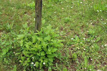 New Apple tree suckers growing at the base of an established tree in the orchard. Malus domestica