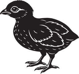 Quail Bird- Black and White Vector Illustration, Isolated On White Background