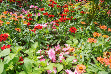 Foto, schönes Sommergartenbeet mit verschiedenen leuchtenden Blumen