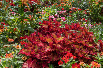 Foto, schönes Sommergartenbeet mit verschiedenen leuchtenden Blumen