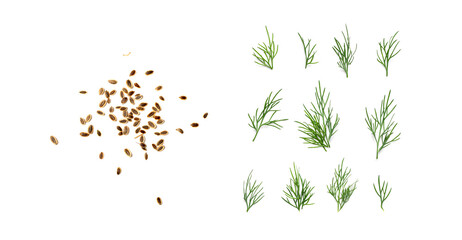 Dill Seeds Isolated