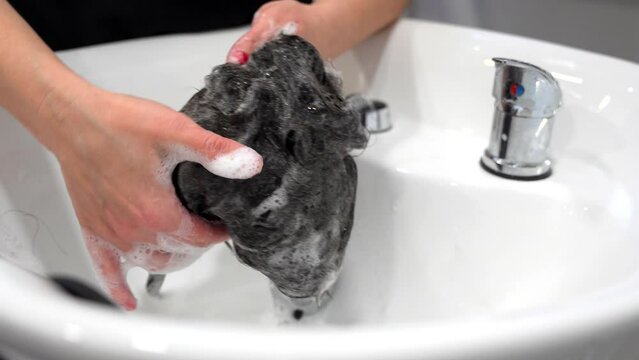 Hairdresser cleans and conditions a capillary prosthesis of a client with alopecia