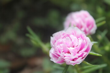 Obraz premium Beautiful pink Portulaca grandiflora flowers in the afternoon