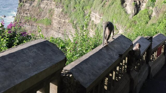 Monkey walking along stone fence.