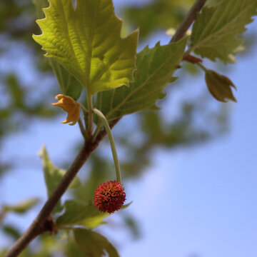 Plane or Sycamore tree with  green new leaves and red fruits on branches. Platanus occidentalis on springtime