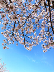 青天の桜