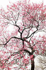 満開の紅梅