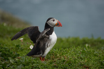 Flowers, Puffins and Rabits of Skomer Island in May-24, Wales, the UK