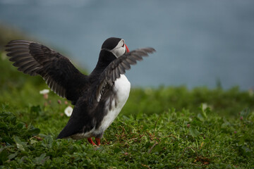 Flowers, Puffins and Rabits of Skomer Island in May-24, Wales, the UK