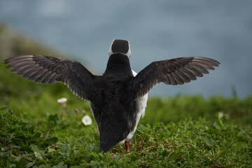 Flowers, Puffins and Rabits of Skomer Island in May-24, Wales, the UK