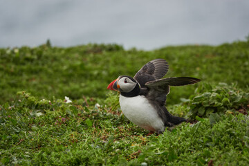 Flowers, Puffins and Rabits of Skomer Island in May-24, Wales, the UK