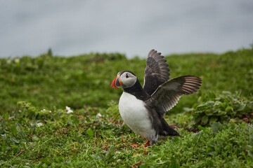 Flowers, Puffins and Rabits of Skomer Island in May-24, Wales, the UK
