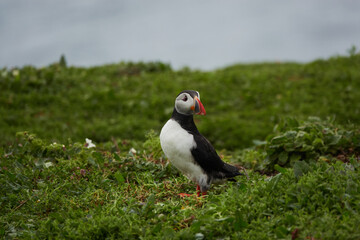 Flowers, Puffins and Rabits of Skomer Island in May-24, Wales, the UK