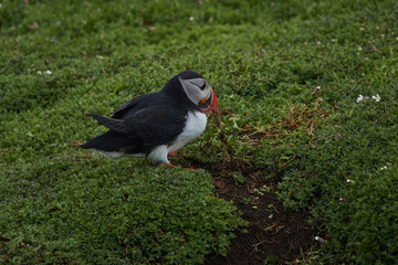 Flowers, Puffins and Rabits of Skomer Island in May-24, Wales, the UK