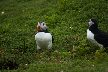 Flowers, Puffins and Rabits of Skomer Island in May-24, Wales, the UK
