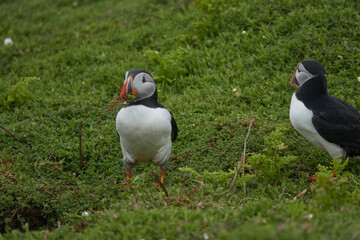 Flowers, Puffins and Rabits of Skomer Island in May-24, Wales, the UK