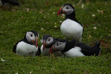 Flowers, Puffins and Rabits of Skomer Island in May-24, Wales, the UK