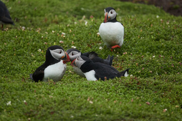 Flowers, Puffins and Rabits of Skomer Island in May-24, Wales, the UK