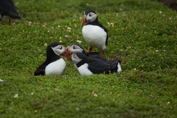 Flowers, Puffins and Rabits of Skomer Island in May-24, Wales, the UK