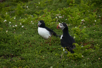 Flowers, Puffins and Rabits of Skomer Island in May-24, Wales, the UK