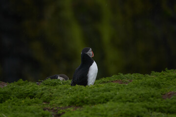 Flowers, Puffins and Rabits of Skomer Island in May-24, Wales, the UK