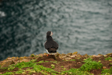 Flowers, Puffins and Rabits of Skomer Island in May-24, Wales, the UK