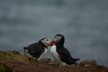 Flowers, Puffins and Rabits of Skomer Island in May-24, Wales, the UK