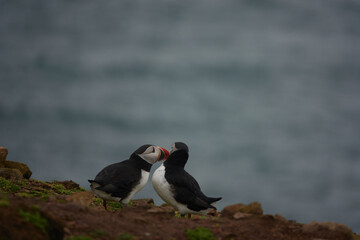 Flowers, Puffins and Rabits of Skomer Island in May-24, Wales, the UK