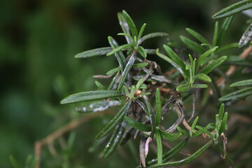 Close-up of Rosemary plant with disease in the garden. Rosmarinus officinalis leaf with gray spots