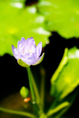 pink water lily in pond,Lotus