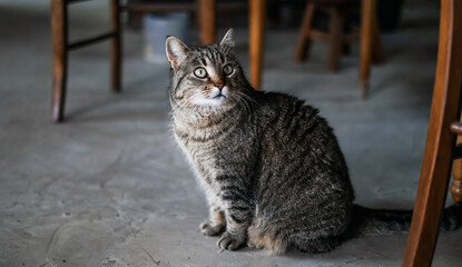 Chat tigré assis sur sol en béton