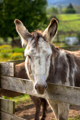  Head portrait of a sweet donkey outdoors