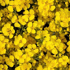 Field of Yellow Flowers Winter Cress or Rapeseed Flowers