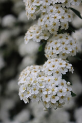 Close-up of  Spiraea or Spirea Vanhouttei bush in bloom with many branches with beautiful white flowers on springtime