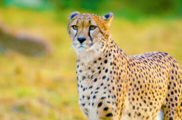 cheetah with big eyes looking in the grass