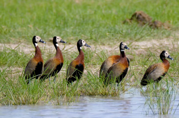 red goose ( ananta ananta ananta ) in the nature reserve of la pampa, argentina,