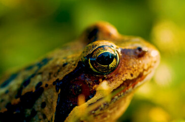 frog on the leaf