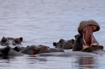 a group of hippopotamus hippopotamus amphibius in the water of the river
