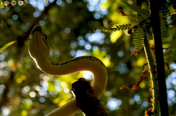 close up of a snake in the forest