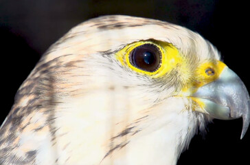 portrait of a beautiful yellow eagle owl