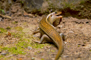 lizard in the nature habitat