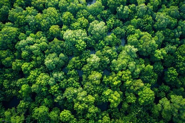 Naklejka premium Aerial top view of a dense green mangrove forest, captured by drone, symbolizing carbon neutrality and sustainability efforts