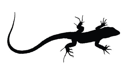 The silhouette of a large lizard.

