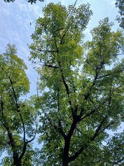 Natural beauty presents trees with fresh leaves against a backdrop of blue skies and white clouds.