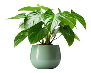 PNG Houseplant houseplant leaf vase.