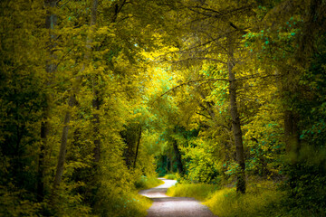 Leere Straße inmitten von Bäumen im Wald