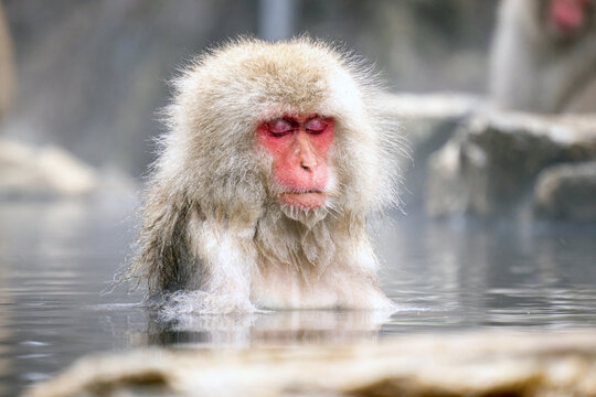 Japanese Snow Monkey japanese snow monkeys playing in hot springs in winter.