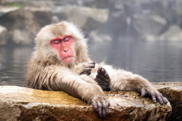 Obraz premium Japanese Snow Monkey japanese snow monkeys playing in hot springs in winter.