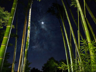 Bamboo forest and starry sky